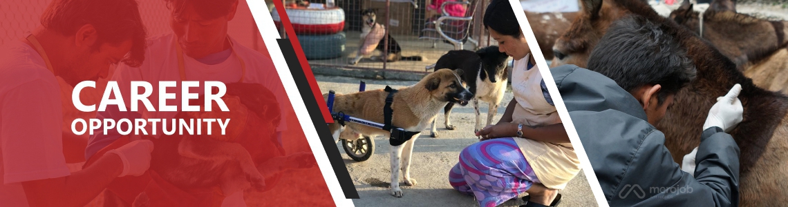 Communications Officer