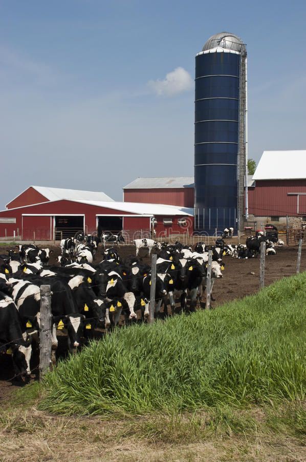 Maulakalika Dairy banner