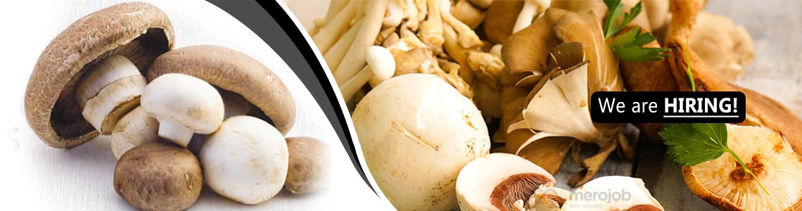 Sales Marketing Officer Job In Nepal Fresh Mushroom Pvt Ltd Merojob sales-marketing-officer-job-in-nepal-fresh-mushroom-pvt-ltd-merojob