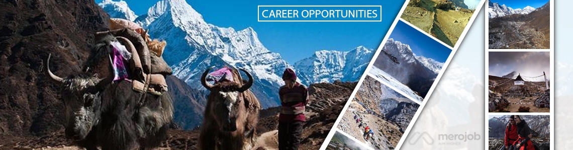 Sales Executive